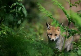 Desktop Fox Wallpaper Dowload