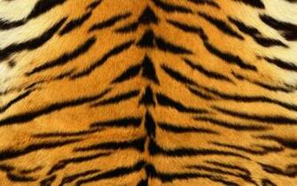 Textura Piel De Tigre Wallpaper
