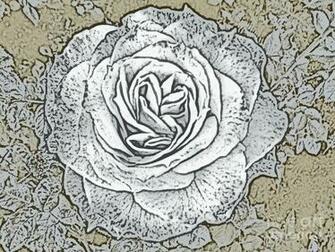 Ritzy Rose With Ink And Taupe Background Photograph By Conni