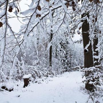 Snowy Day In The Forest iPad Wallpaper iPhone