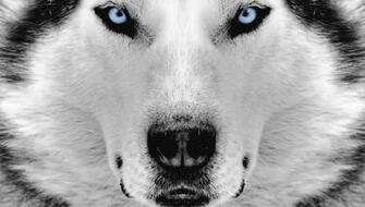 Siberian Husky Wallpaper