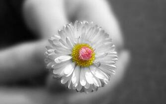 Wallpaper Desktop Widescreen Flowers HD Background