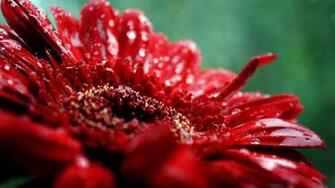 Hermosas Fotos De Flores Rojas Despu S La Lluvia E