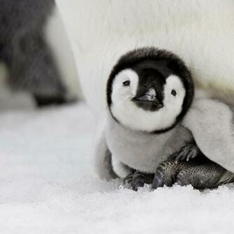 Pixel Desktop Wallpaper Baby Penguin Iwallscreen
