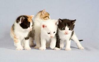 Cute Cat Wallpaper Halloween Phone