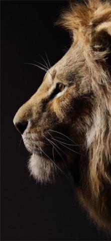 Donald Glover As Simba The Lion King iPhone Wallpaper