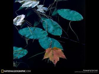 Wilderness Photo Of The Day Picture Photography Wallpaper