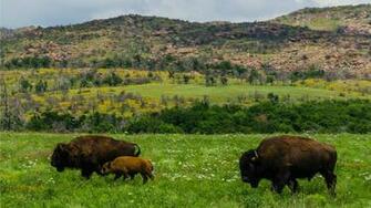 Animal American Bison Wallpaper
