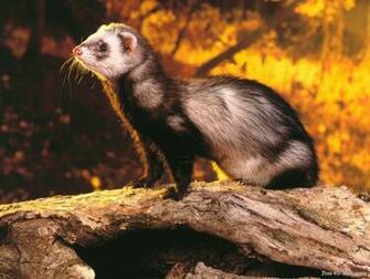 Ferrets Image Ferret HD Wallpaper And Background Photos
