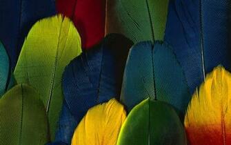 Parrot Wallpaper Best