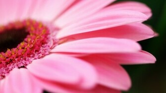 Big Pink Daisy Wallpaper HD