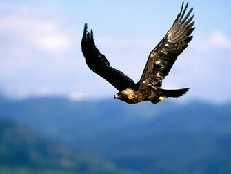 Similar Eagle Wallpaper Dowload