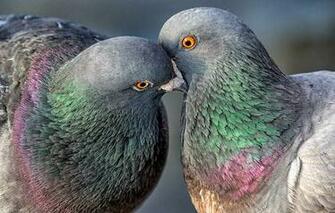 Wallpaper Birds Pigeons Pair Animals