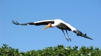 Stork Wallpaper