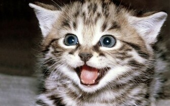 Cute Kitten Wallpaper Kittens