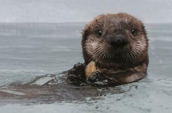 Baby Otter