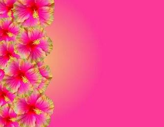 Hibiscus Border Stock Photos Rgbstock Image