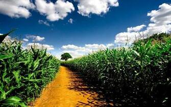 Path Through The Cornfield High Resolution Wallpaper