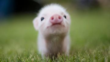 Baby Pig Wallpaper Top Background