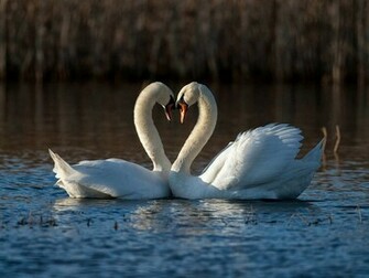 Tag Birds Desktop Wallpaper Background Photos Imageand Pictures