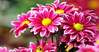 Picture Wallpaper Bunga