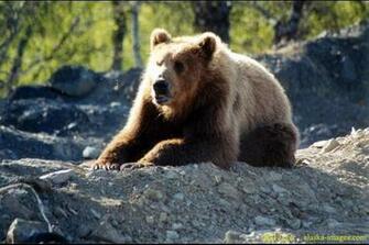 Kodiak Bear Wallpaper