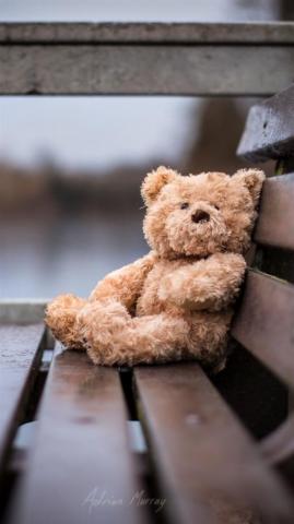 Lonely Bear Bench Gray iPhone Wallpaper