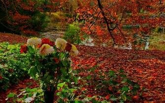 Fall Flowers Wallpaper