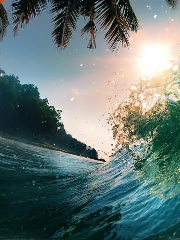 Waves Sea Ocean Beach Palm Trees Wallpaper