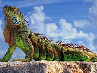 Iguana Wallpaper X Net