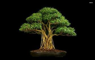 Bonsai Tree Wallpaper