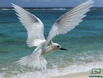 Description Seagull Wallpaper Background In HD