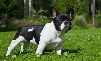 French Bulldog Wallpaper Wallpaper9