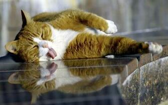 Cats Wallpaper HD Funny Fat Cat Fujgq1pn