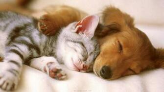 Golden Retriever Puppies HD Wallpaper High Definition
