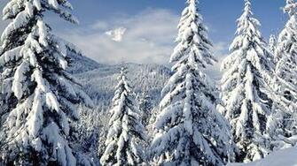 Snowy Trees