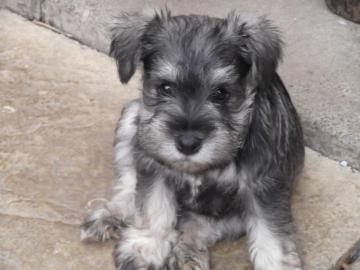 Image About Miniature Schnauzer Mini Background With Puppies