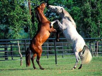 Horse Wallpaper Your Phone
