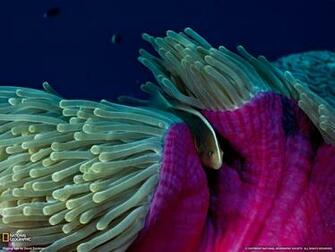 Skunk Clownfish Photo Sea Anemone Wallpaper National Geographic