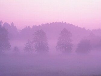 Mac Os X Pink Forest Desktop Pc And Wallpaper