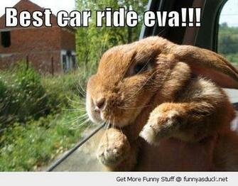 Best Funny Pictures Ever Cool HD Wallpaper
