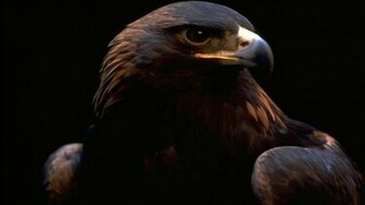 Golden Eagle Wallpaper HD In Animals Imageci