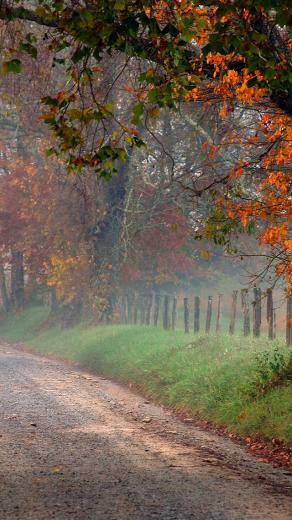 Fall On The Country Road 3wallpaper iPhone Les Wallpaper