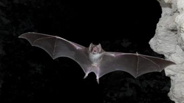 Bat Wallpaper