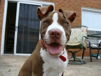 All Wallpaper American Pitbull Dogs HD