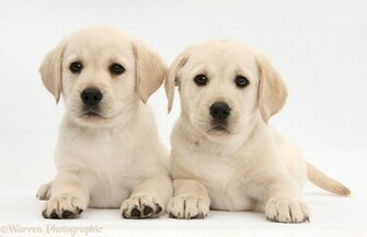Yellow Labrador Retriever Pu
