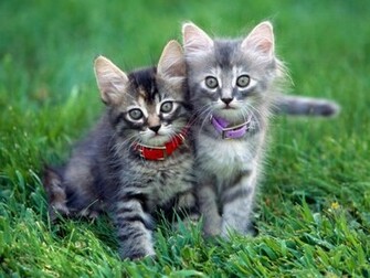 Baby Animals Wallpaper HD In Imageci