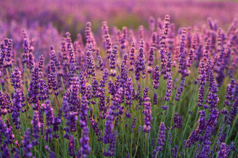 Purple Flower Nature Lavender HD Wallpaper