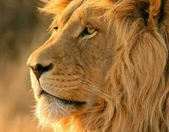 African Lion Safari Wallpaper S