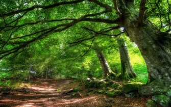 Forest Trail Of Green Trees HD Desktop Wallpaper